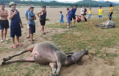 9 con trâu, bò ở Nghệ An bị sét đánh chết liền trong 2 ngày